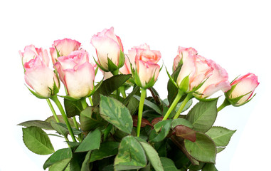 roses on a white background