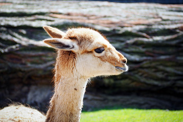Obraz premium Alpaca at the zoo