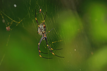 Grande araignée noire et jaune carnivore accrochée à sa toile, Australie.