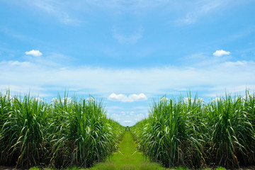 Sugarcane field and road with white cloud in Thailand