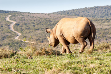Fototapeta premium Black Rhinoceros horn showing the path