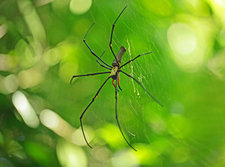 Grande araignée noire et jaune carnivore au milieue de sa toile, Australie.