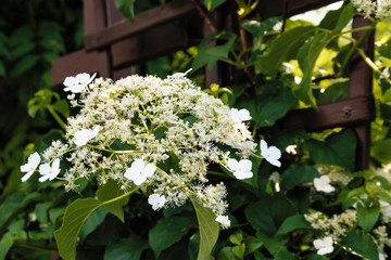 Blüte einer Kletterhortensie am Spalier