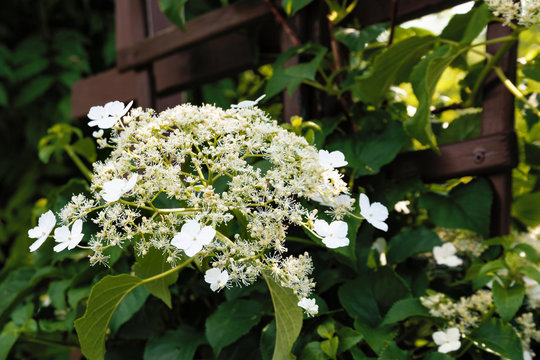 Bl&uuml;te einer Kletterhortensie am Spalier