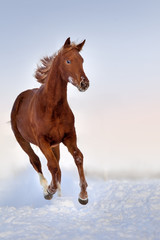 Red horse run gallop in snow field