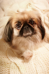 Intelligent Pekingese
