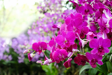Beautiful orchid in the garden at Thailand