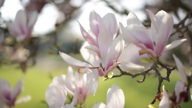 magnolia in bloom - spring