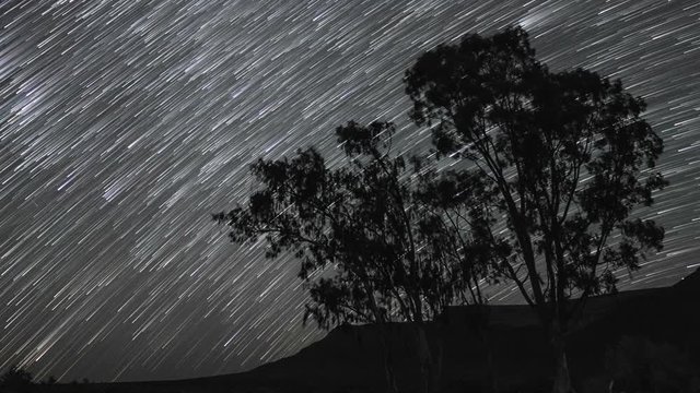 Night sky timelapse of star trail with silhouette trees in the foreground,