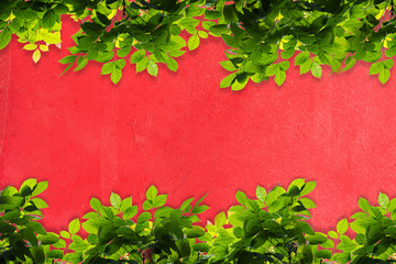 Green leaves frame against Red concrete wall