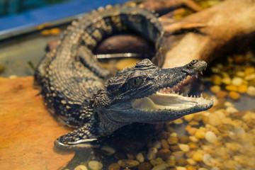 Baby crocodile animal for event  in Thailand