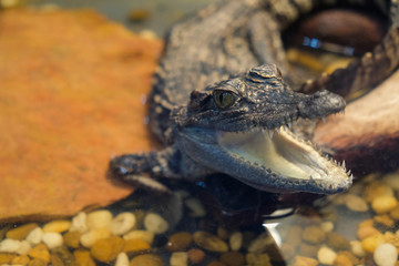 Baby crocodile animal for event  in Thailand