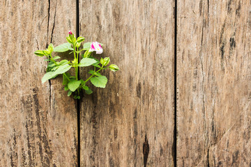 Plant growing on wood panel.
