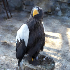 Sea eagle