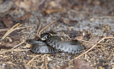 picture of a little snake in a native habitat