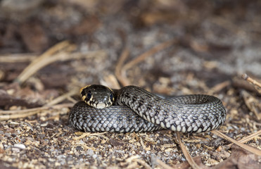 picture of a little snake in a native habitat