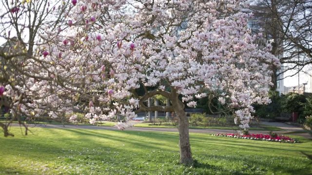magnolia tree in bloom, spring