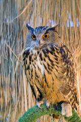 Beautiful Owl in event hall at Thailand