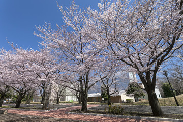 Fototapeta na wymiar 府中の森公園の桜（東京都府中市）