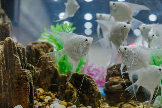 Beautiful white Angelfish swimming in aquarium ,Thailand