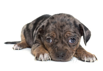 puppy chihuahua in studio