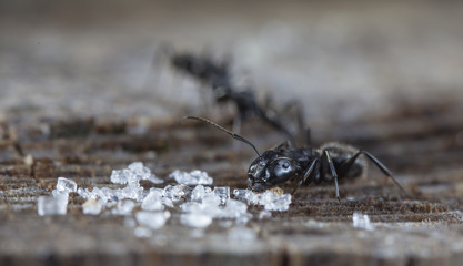 big forest ants on old wood and sugar