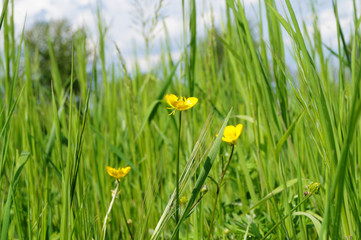 Fiori gialli primavera sfondo erba cielo