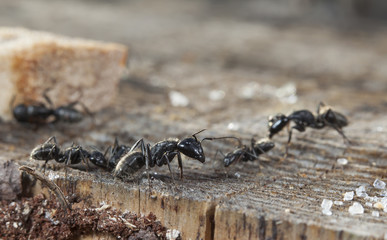 big forest ants on old wood and sugar