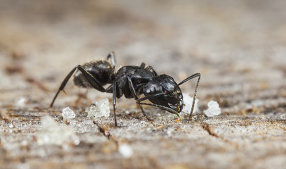 big forest ants on old wood and sugar