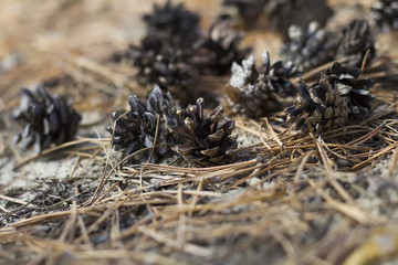cones in the forest, cones in the forest litter, needles