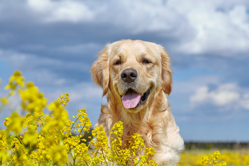 Golden Retriever and flowers