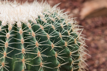 Naklejka na ściany i meble Close up of golden barrel cactus