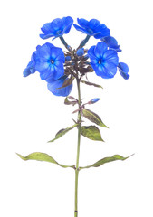 Fototapeta na wymiar blue phlox flowers isolated on white