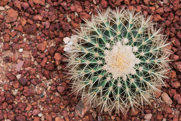 Close up of golden barrel cactus