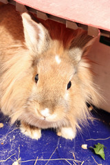 Obraz premium Little rabbit