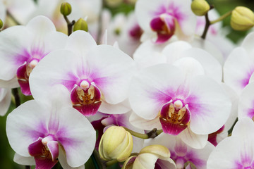 Naklejka na ściany i meble Beautiful Orchid in garden