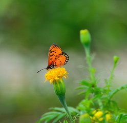 Closeup butterfly on flower.