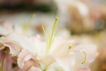 Fototapeta na wymiar White lilies in the garden
