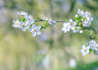 Spring cherry blossom on blurred background.