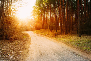 Sun shining over road, path, walkway through forest. Sunset Sunrise