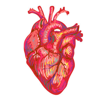 Human heart sketch design. Medical anatomical art. Coronal arter