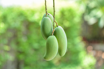 Bunch raw mango
