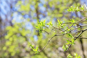 Spring background with fresh green leaves in sunny day. Macro shot.