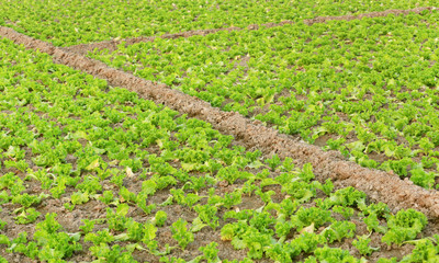 Fototapeta na wymiar Organic lettuce production