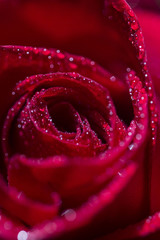 Macro rose
