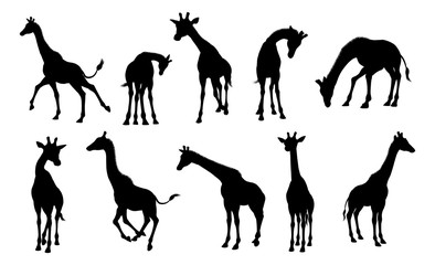 Silhouettes Giraffe Animal