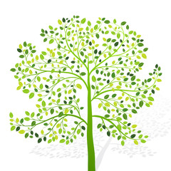 Green tree with leaves on white background vector