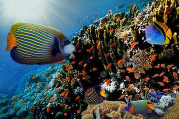 Obraz na płótnie Canvas Lyretail Anthias fish on a coral reef