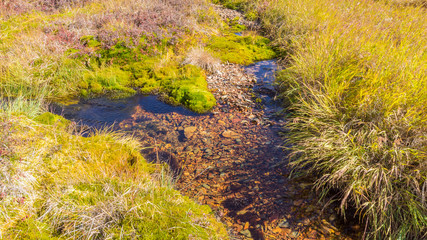 Creek mossy
