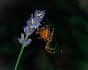 Spider
